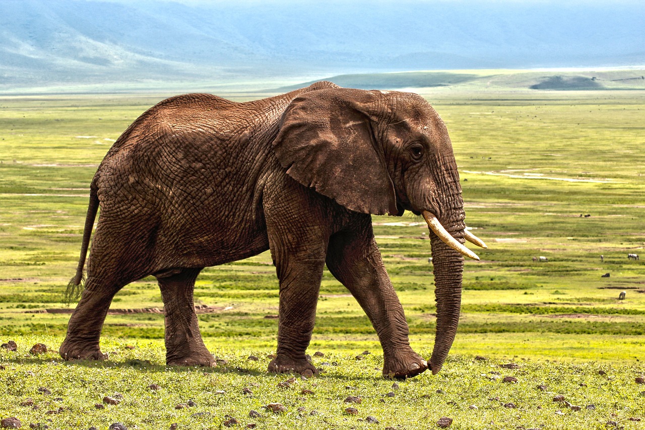 découvrez le monde fascinant des éléphants, ces majestueux géants de la nature. plongez dans leur habitat, leur comportement social, et les efforts de conservation pour protéger ces créatures emblématiques. apprenez-en davantage sur leur intelligence, leur vie en groupe et l'importance de leur préservation pour l'écosystème.