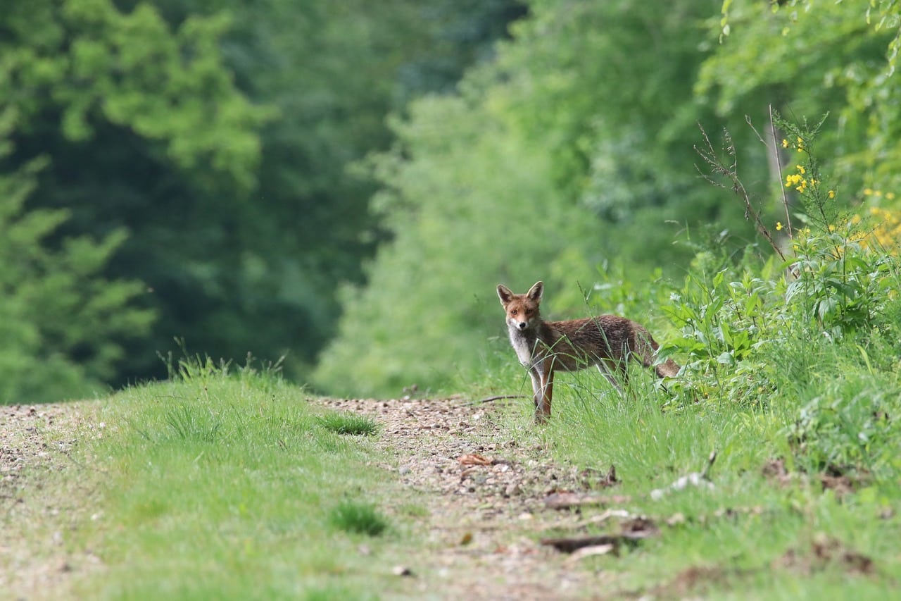 découvrez le monde fascinant des renards, ces animaux rusés et élégants. apprenez-en plus sur leurs habitats, comportements, et leur importance dans les écosystèmes. plongez dans l'univers du fox, symbole de débrouillardise et de mystère.