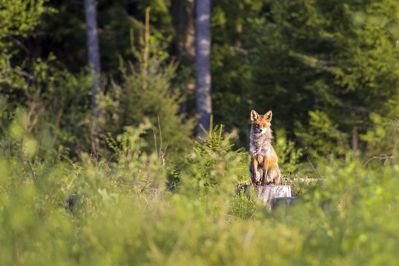 découvrez le comportement de chasse des renards, un aspect fascinant de la nature mettant en lumière leurs stratégies de survie, leurs interactions sociales et leur adaptation à l'environnement.