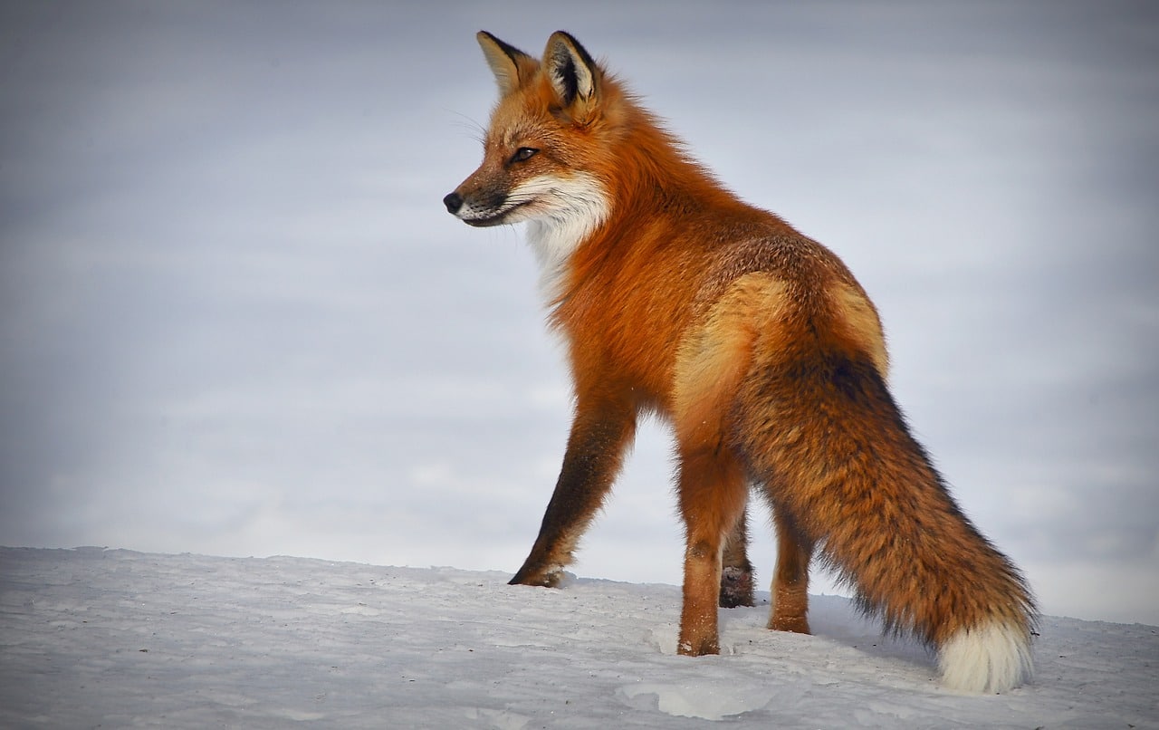 découvrez le fascinant monde du renard, un animal astucieux et élégant, symbole de la nature sauvage. explorez ses habitudes, son habitat et son rôle dans l'écosystème, tout en apprenant les mythes et légendes qui l'entourent.