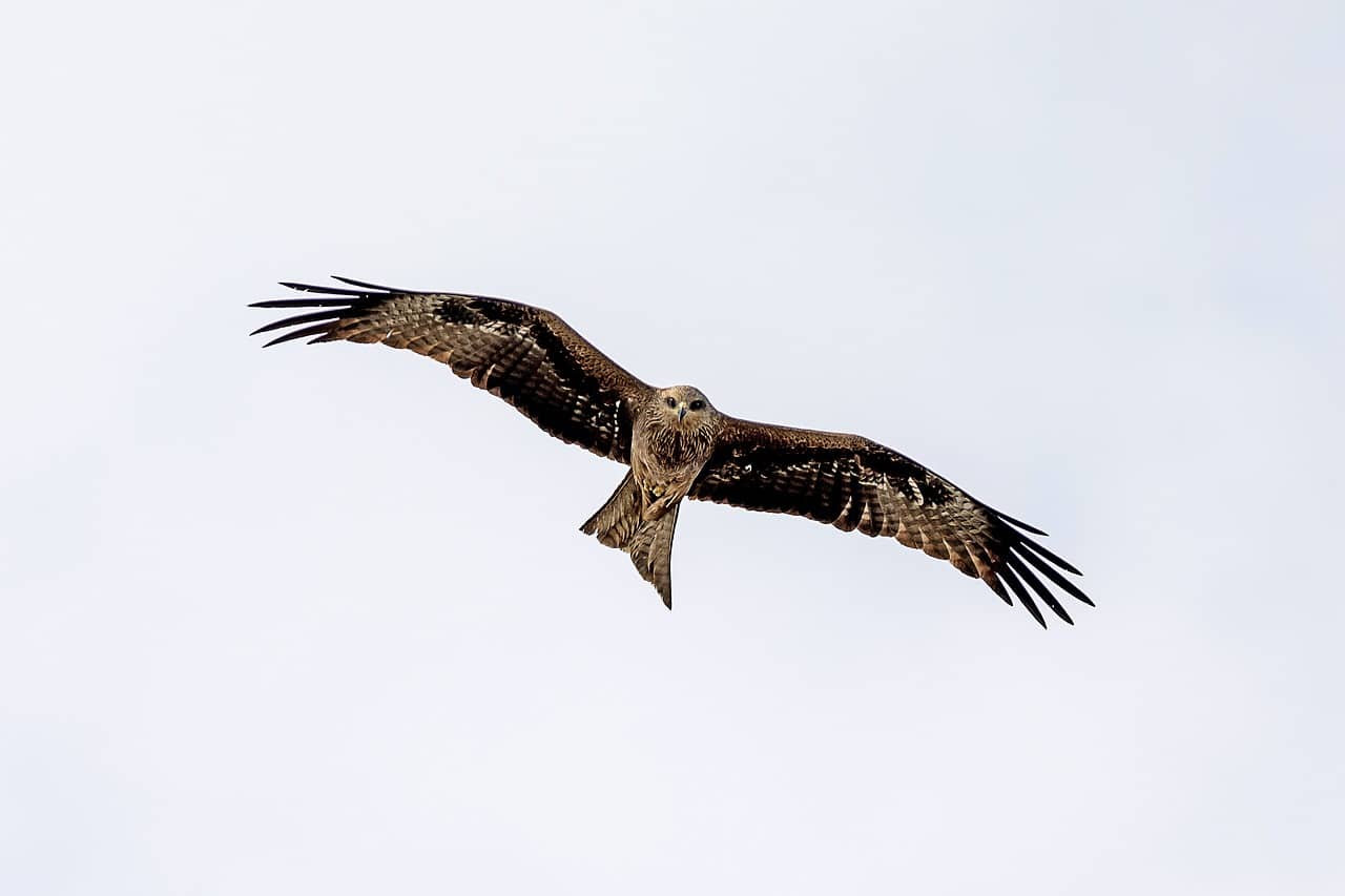 découvrez le majestueux aigle royal, symbole de puissance et de liberté. apprenez-en plus sur ses caractéristiques, son habitat et son rôle dans l'écosystème. explorez la fascinante vie de cet oiseau emblématique, également connu sous le nom de golden eagle.