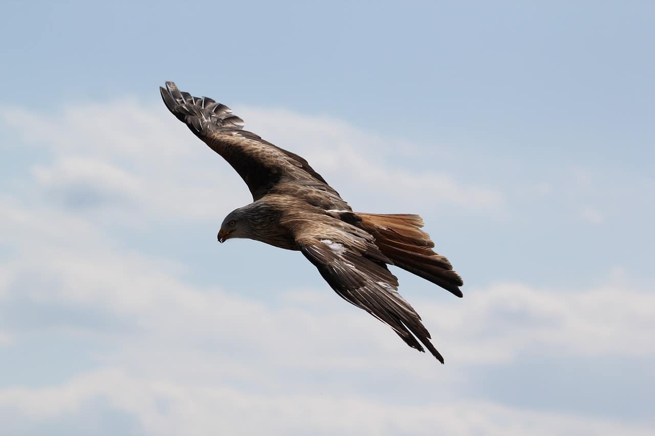 découvrez l'aigle royal, un majestueux rapace aux plumes dorées, symbole de puissance et de liberté. explorez ses habitudes de chasse, son habitat naturel et son rôle écologique fascinant dans la biodiversité.