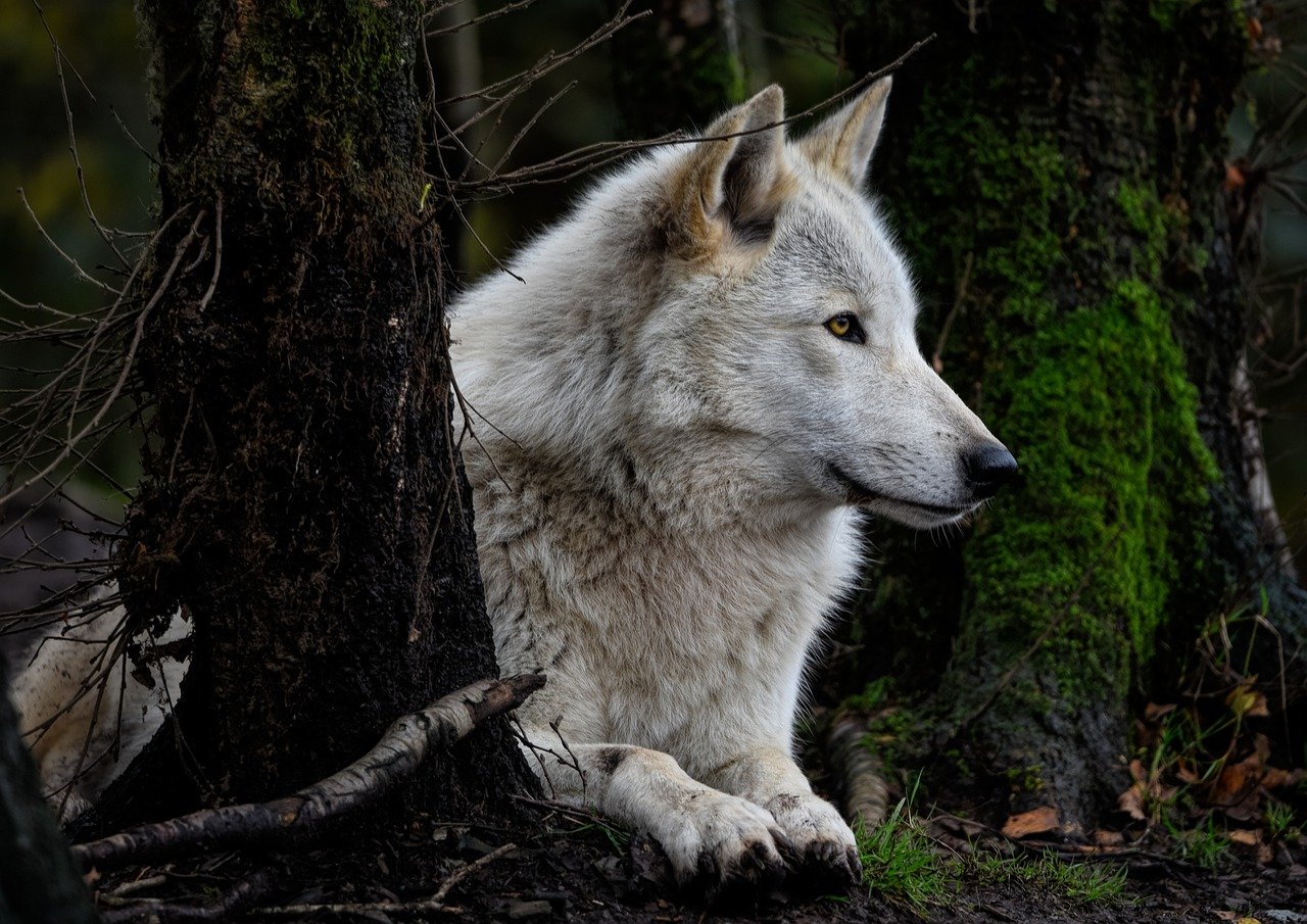 découvrez le fascinant monde du loup gris, un animal emblématique des forêts et des montagnes. apprenez-en davantage sur son habitat, son comportement et son rôle dans l'écosystème. plongez dans l'univers mystérieux de ce prédateur noble et social.