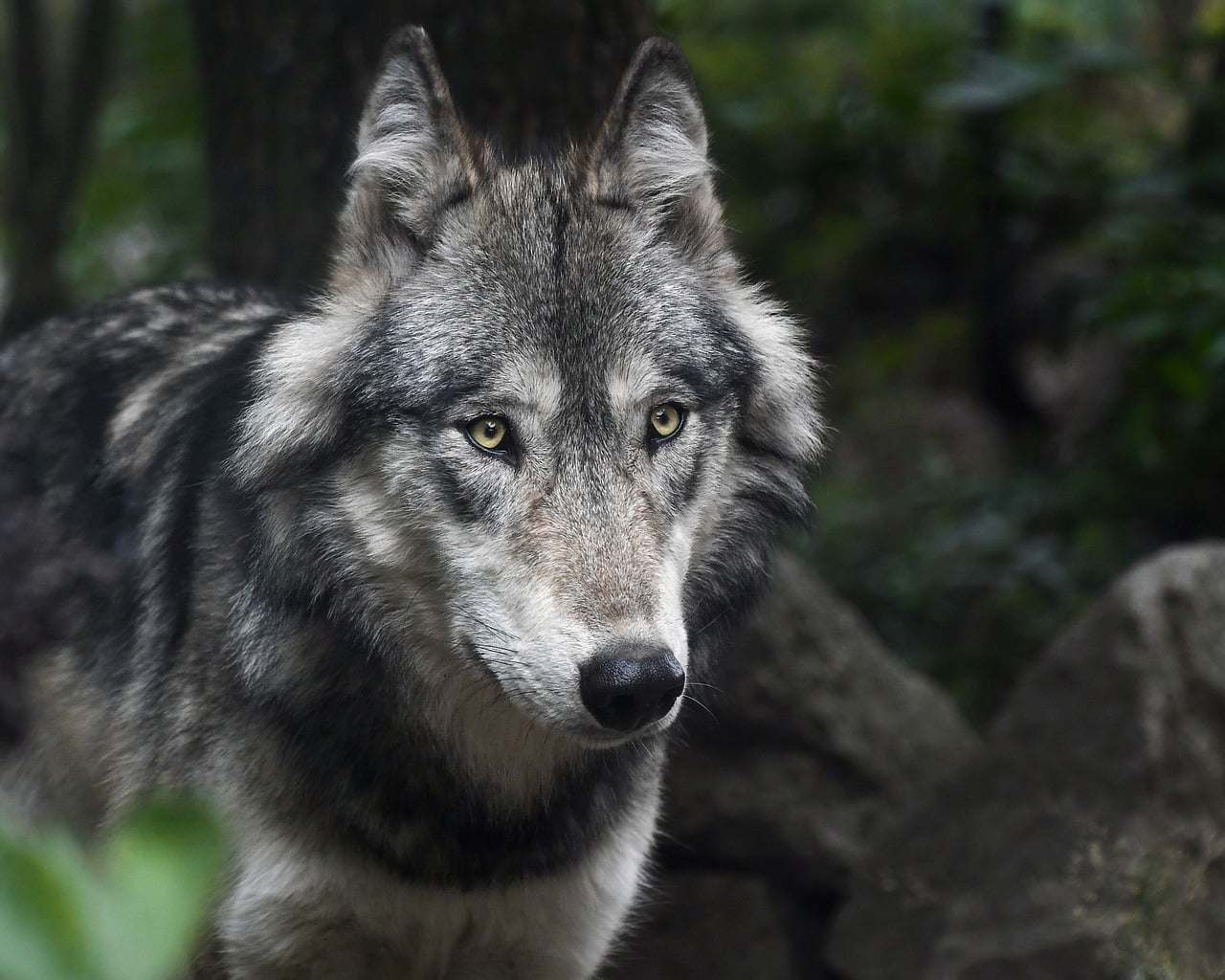 découvrez le monde fascinant du loup gris, un prédateur emblématique des forêts et des montagnes. apprenez-en plus sur son habitat, son comportement social, et son rôle essentiel dans l'écosystème.