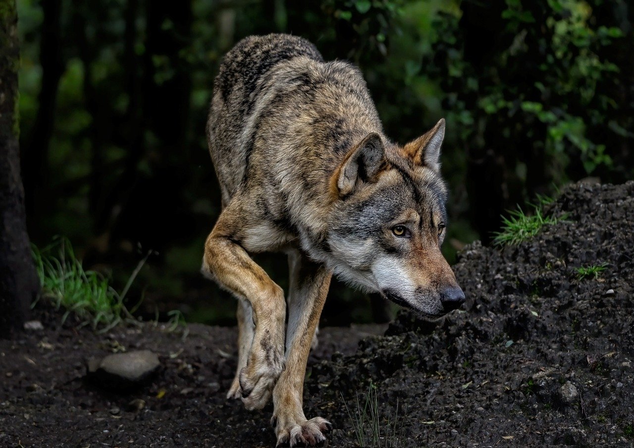 découvrez le loup gris, un prédateur emblématique des forêts sauvages. apprenez-en plus sur son habitat, son comportement, et son rôle essentiel dans l'écosystème. explorez les mythes et réalités qui entourent cet animal fascinant.