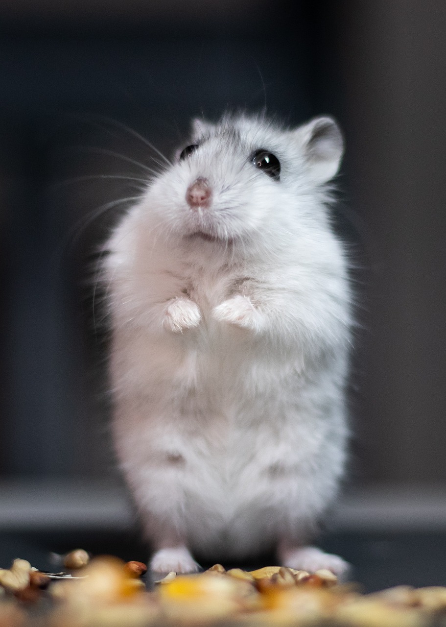 découvrez les causes et solutions du stress chez les hamsters. apprenez à identifier les signes de stress chez votre petit compagnon et profitez de conseils pratiques pour améliorer son bien-être et sa qualité de vie.