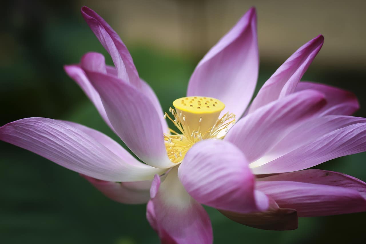 découvrez la viabilité des graines de lotus : comprenez les conditions optimales pour leur germination, les facteurs influençant leur croissance et les applications écologiques et horticoles de cette plante fascinante.