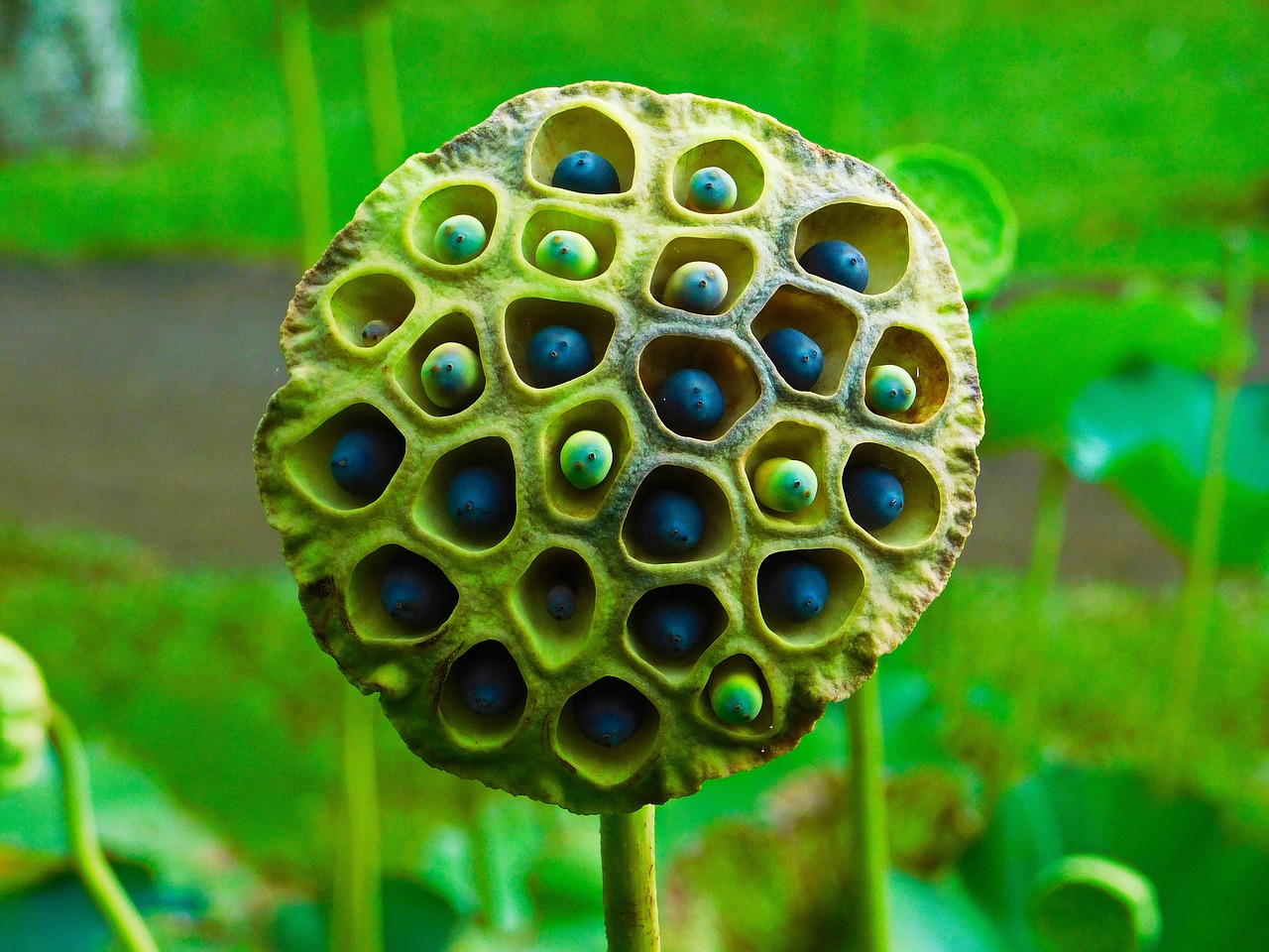 découvrez la viabilité des graines de lotus, un élément essentiel pour comprendre leur potentiel de croissance et leur utilisation en horticulture. explorez les facteurs influençant la germination et les meilleures pratiques pour cultiver cette plante fascinante.