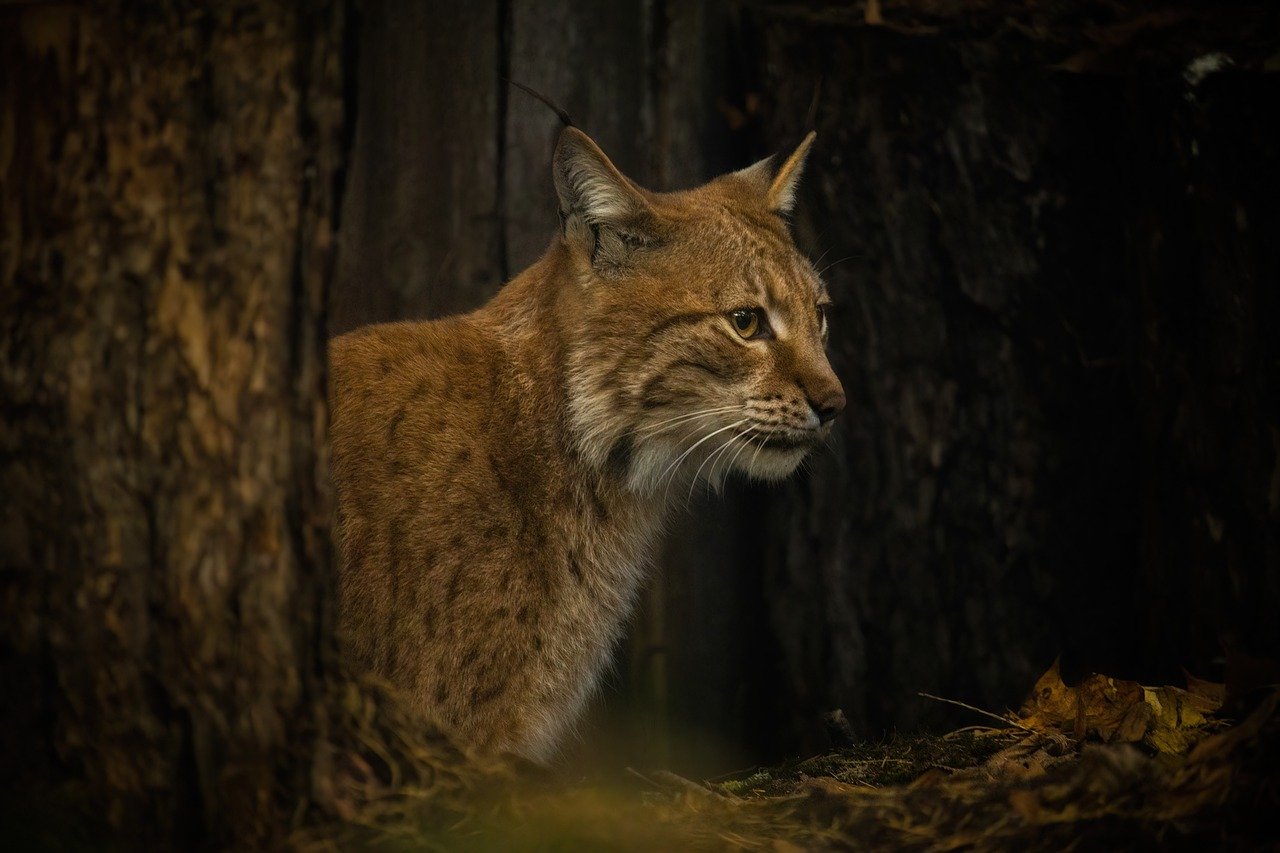 découvrez le lynx, un félin majestueux et mystérieux, symbole de la biodiversité des forêts européennes. explorez ses habitats, son comportement et son importance dans l'écosystème. plongez dans le monde fascinant de cet animal sauvage.