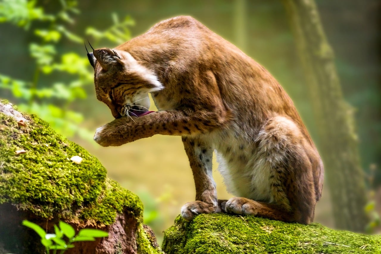 découvrez le lynx, un majestueux félin sauvage aux magnifiques caractéristiques et à la complexité biologique fascinante. apprenez-en plus sur son habitat, son comportement et les efforts de conservation pour protéger cette espèce emblématique.