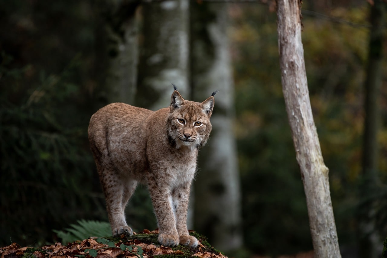 découvrez le lynx, cet animal majestueux et mystérieux, symbole de la faune sauvage. informez-vous sur ses habitats, ses comportements et son rôle crucial dans l'écosystème.