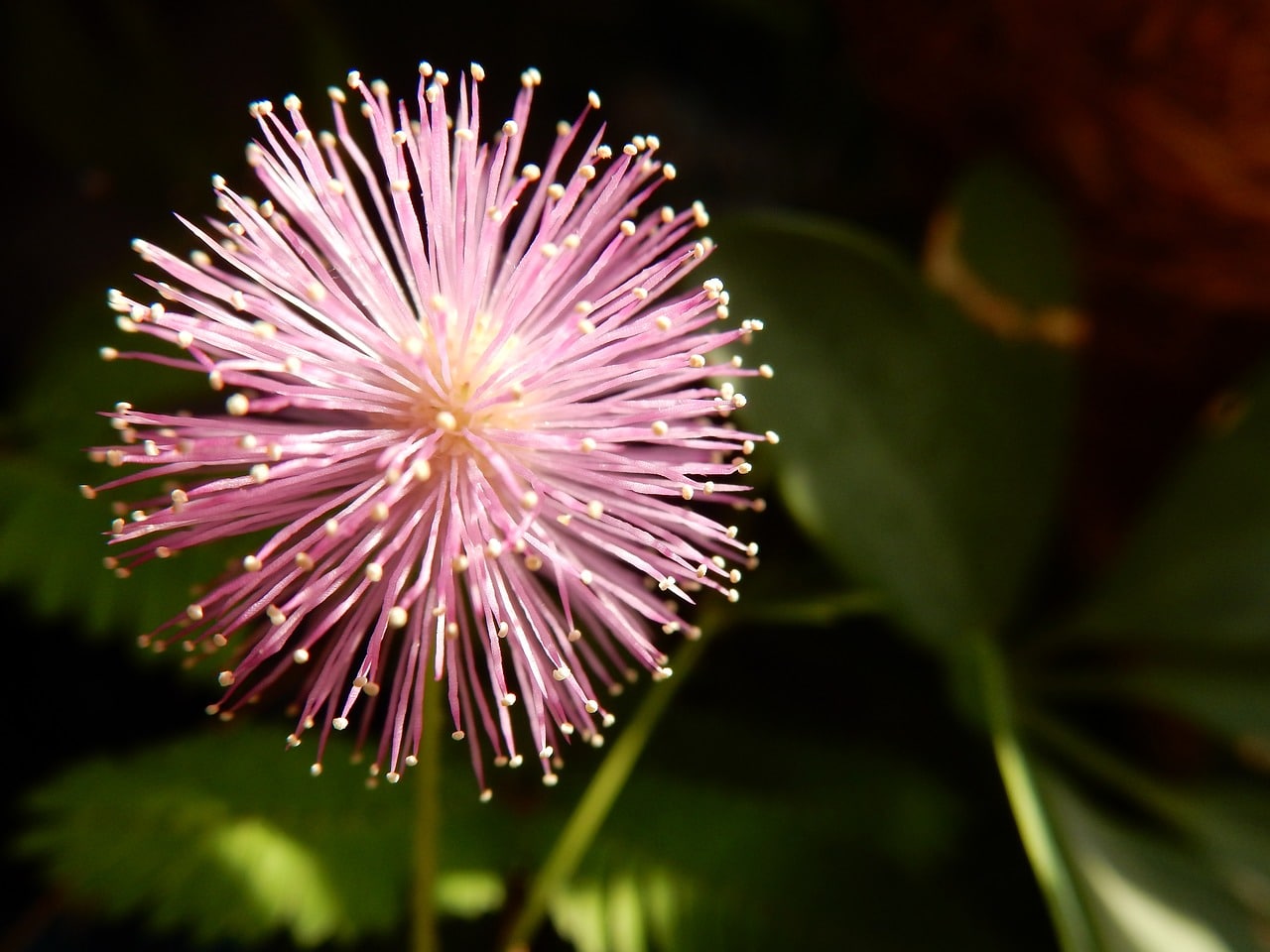 découvrez le mimosa pudica, une plante fascinante connue pour ses feuilles sensibles qui se replient au toucher. apprenez-en davantage sur ses caractéristiques, ses bienfaits et son entretien dans votre jardin.