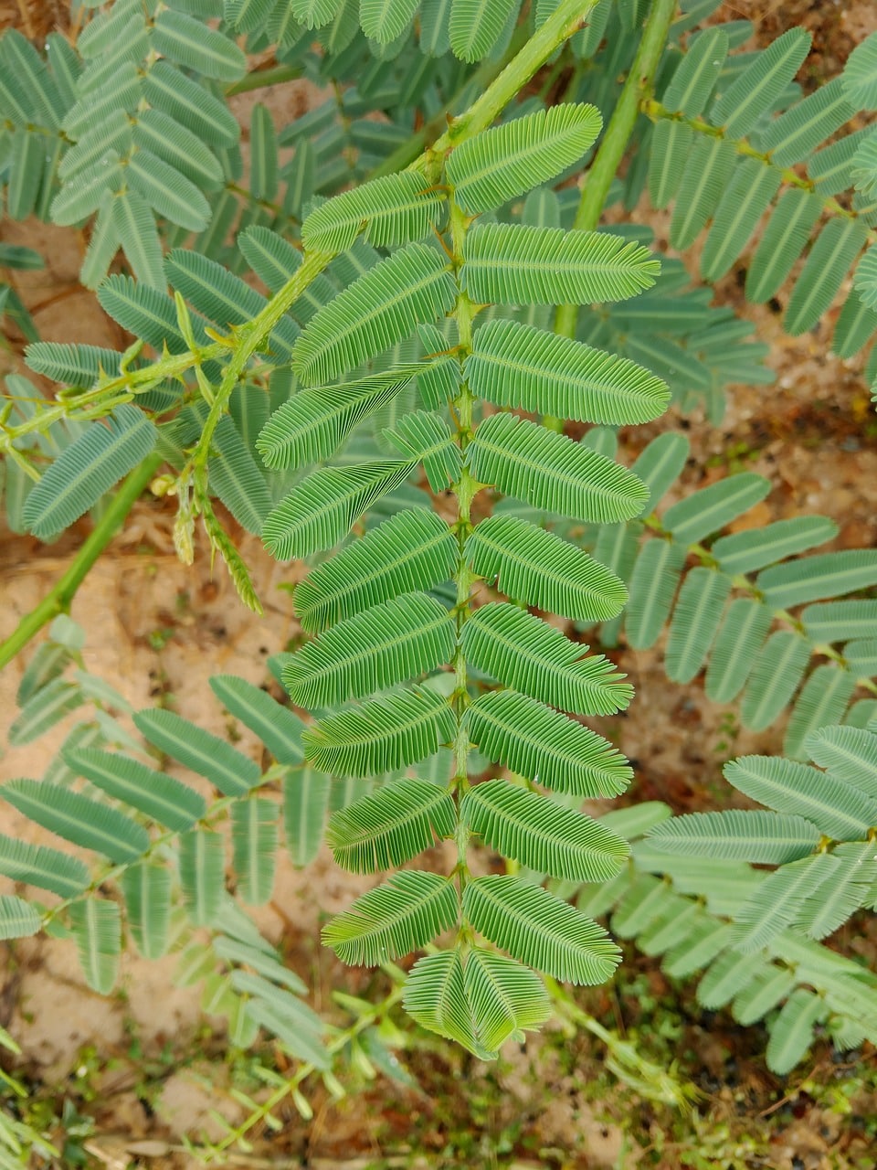 découvrez le mimosa pudica, cette plante fascinante aux feuilles sensibles qui se replient au toucher. apprenez-en plus sur ses caractéristiques uniques, ses bienfaits, et comment l'intégrer dans votre jardin ou votre intérieur.