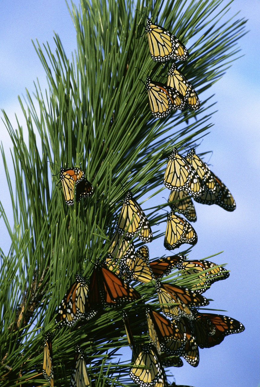 découvrez le fascinant voyage des papillons monarques lors de leur migration exceptionnelle. explorez les routes qu'ils empruntent, les défis qu'ils rencontrent et l'importance écologique de ce phénomène naturel unique.