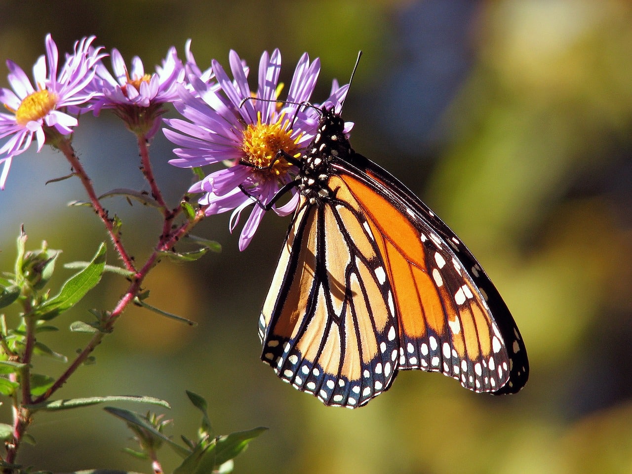 découvrez la fascinante migration des papillons monarques, un spectacle naturel où des milliers d'insectes parcourent des milliers de kilomètres, de l'amérique du nord à leur sanctuaire au mexique. apprenez-en plus sur ce phénomène unique et l'importance de la conservation de cette espèce emblématique.