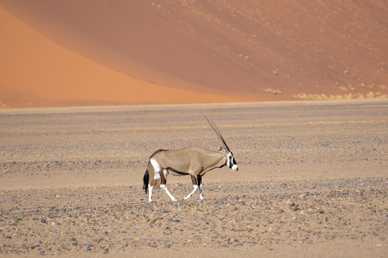 découvrez l'oryx, un animal majestueux des régions désertiques. apprenez-en plus sur ses caractéristiques uniques, son habitat naturel et son rôle dans l'écosystème. explorez la beauté et la diversité de cette espèce fascinante.