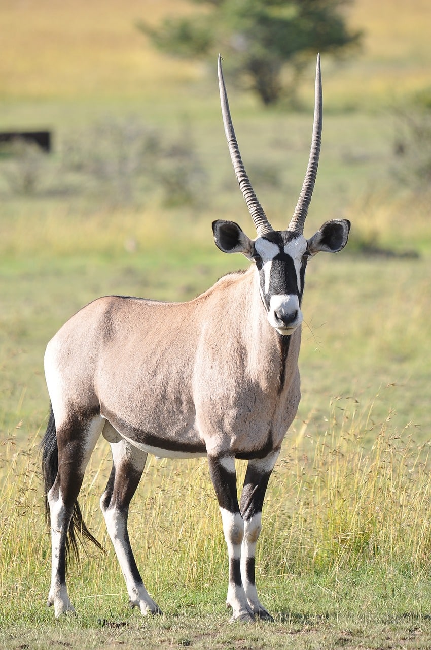 découvrez l'oryx, un majestueux antelope des déserts africains et arabes. apprenez-en davantage sur son habitat, ses comportements uniques et son rôle dans l'écosystème, ainsi que les efforts de conservation pour protéger cette espèce emblématique.