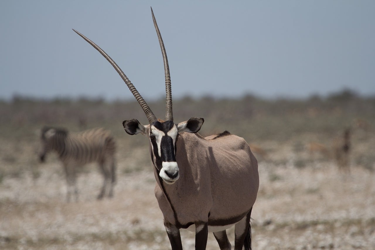 découvrez le monde fascinant de l'oryx, cet animal emblématique des déserts africains et arabes, connu pour ses cornes majestueuses et son incroyable adaptation à des conditions de vie arides.