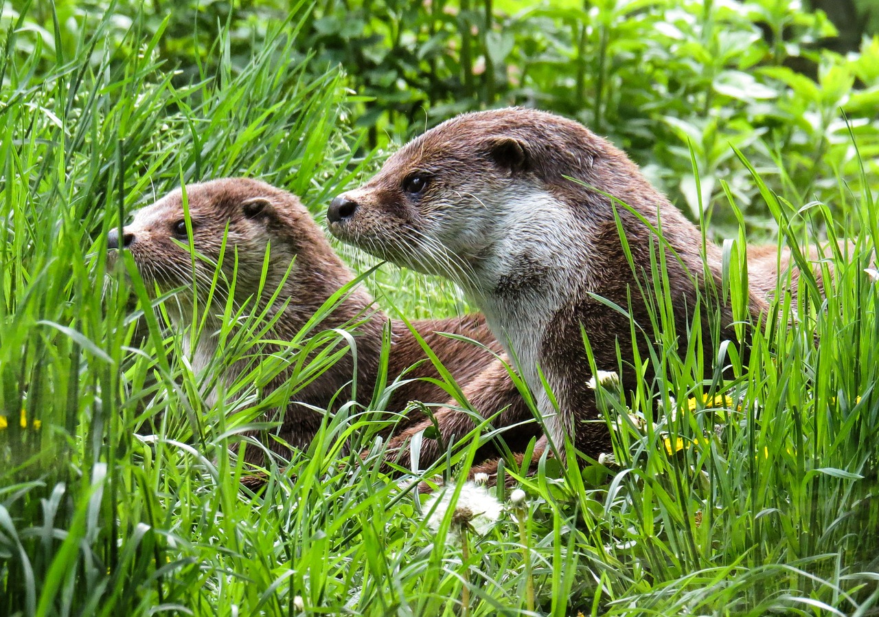 découvrez le monde fascinant des loutres, ces mammifères aquatiques à l'allure espiègle. apprenez-en davantage sur leur habitat, leur comportement, et les efforts de conservation pour préserver ces adorables créatures.