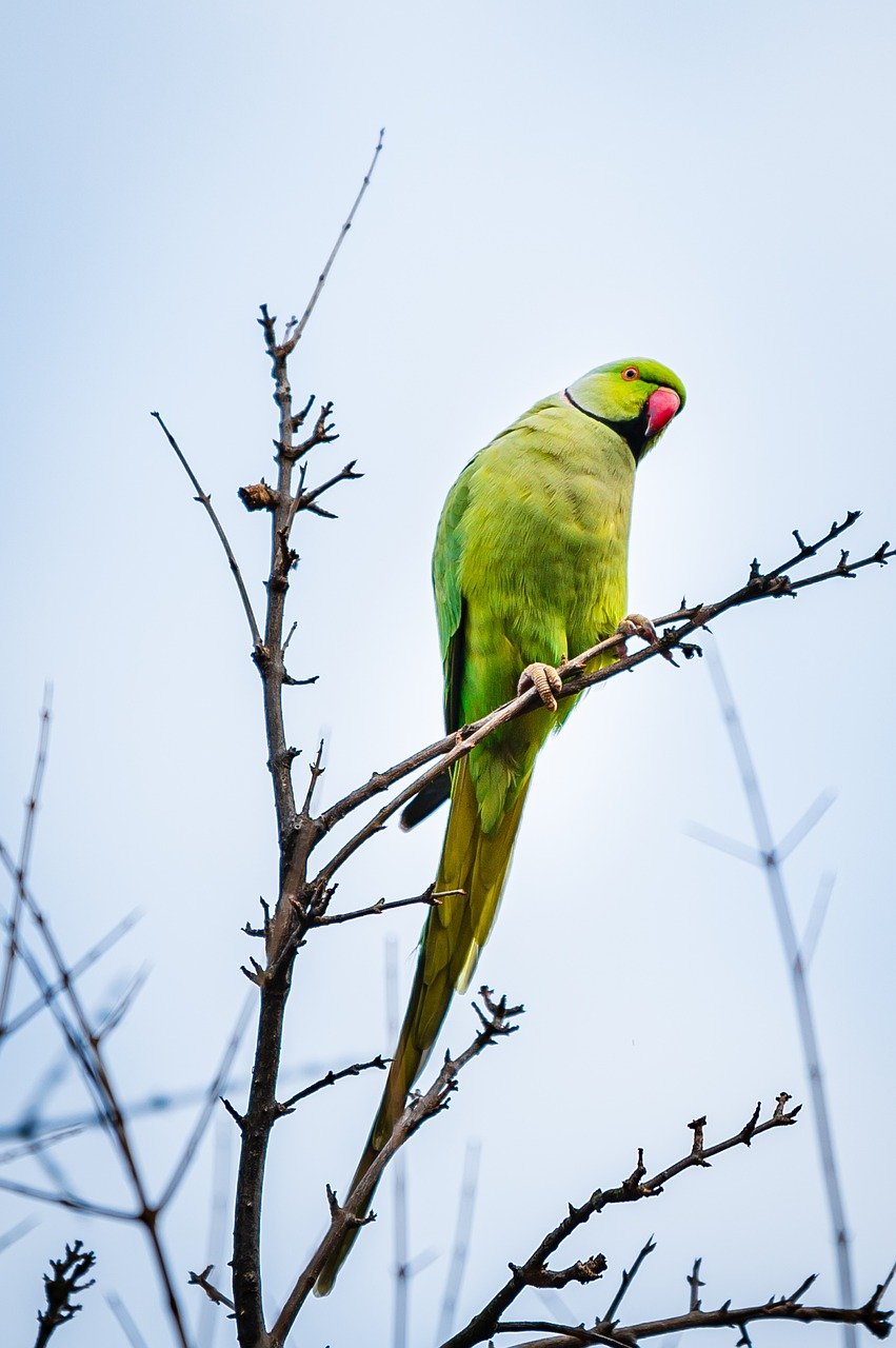 découvrez des aires de jeux pour perroquets innovantes et sécurisées, conçues pour stimuler l'activité physique et mentale de vos oiseaux. offrez à vos compagnons à plumes un espace ludique où ils peuvent s'épanouir et s'amuser en toute liberté.