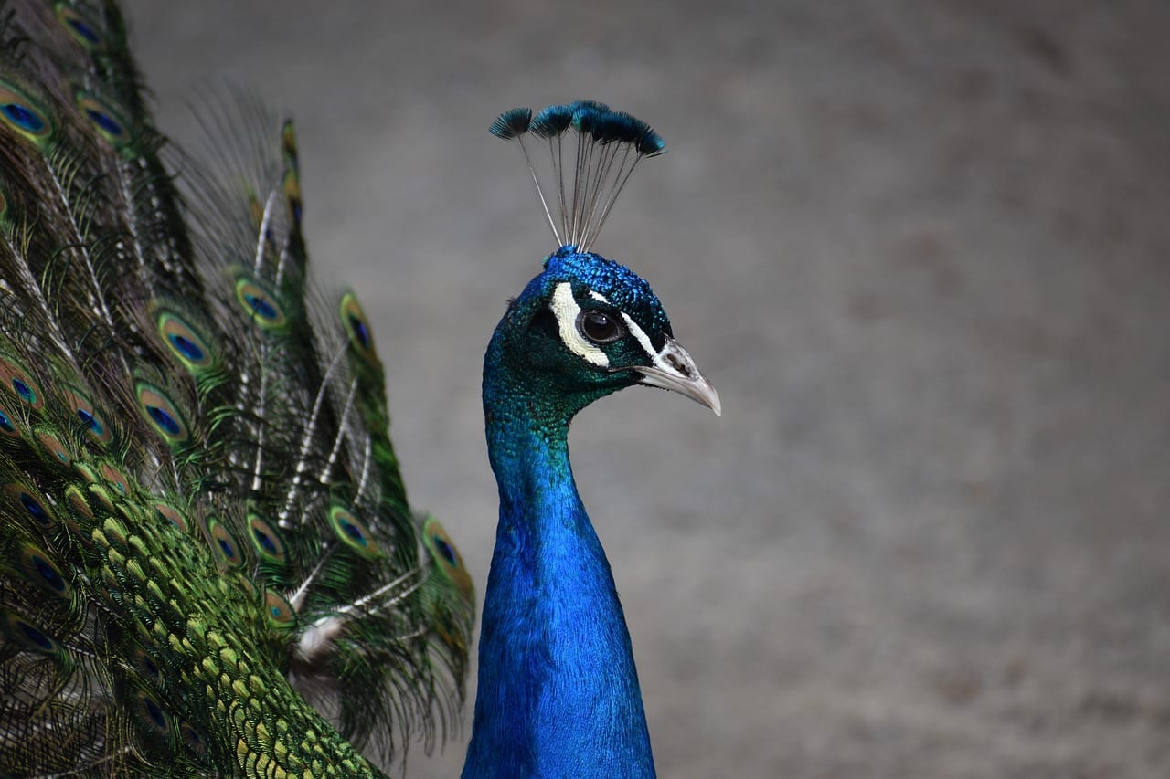 découvrez le fascinant appel de parade nuptiale du paon, un spectacle coloré et sonore qui attire l'attention des femelles et met en avant la magnificence de ces oiseaux. plongez dans le monde merveilleux de la reproduction des paons et leur comportement unique.