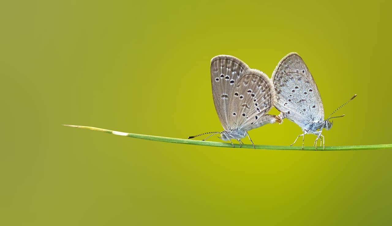 découvrez les fascinants appelles nuptiaux du paon, symbole de beauté et de séduction dans le règne animal. plongez dans le monde étonnant des rituels de reproduction de cet oiseau majestueux, où le chant et l'affichage des plumes jouent un rôle crucial dans l'attraction des partenaires.