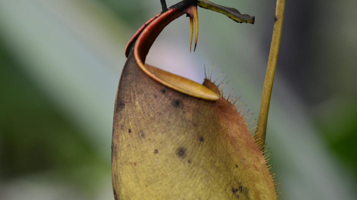 plante Nepenthes