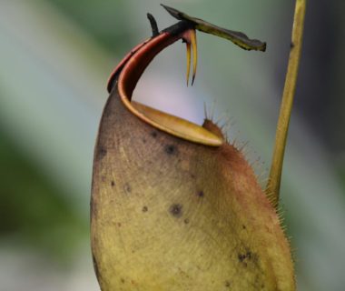 plante Nepenthes