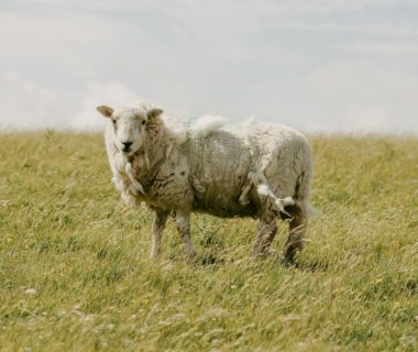 prevenir la gale moutons plein air