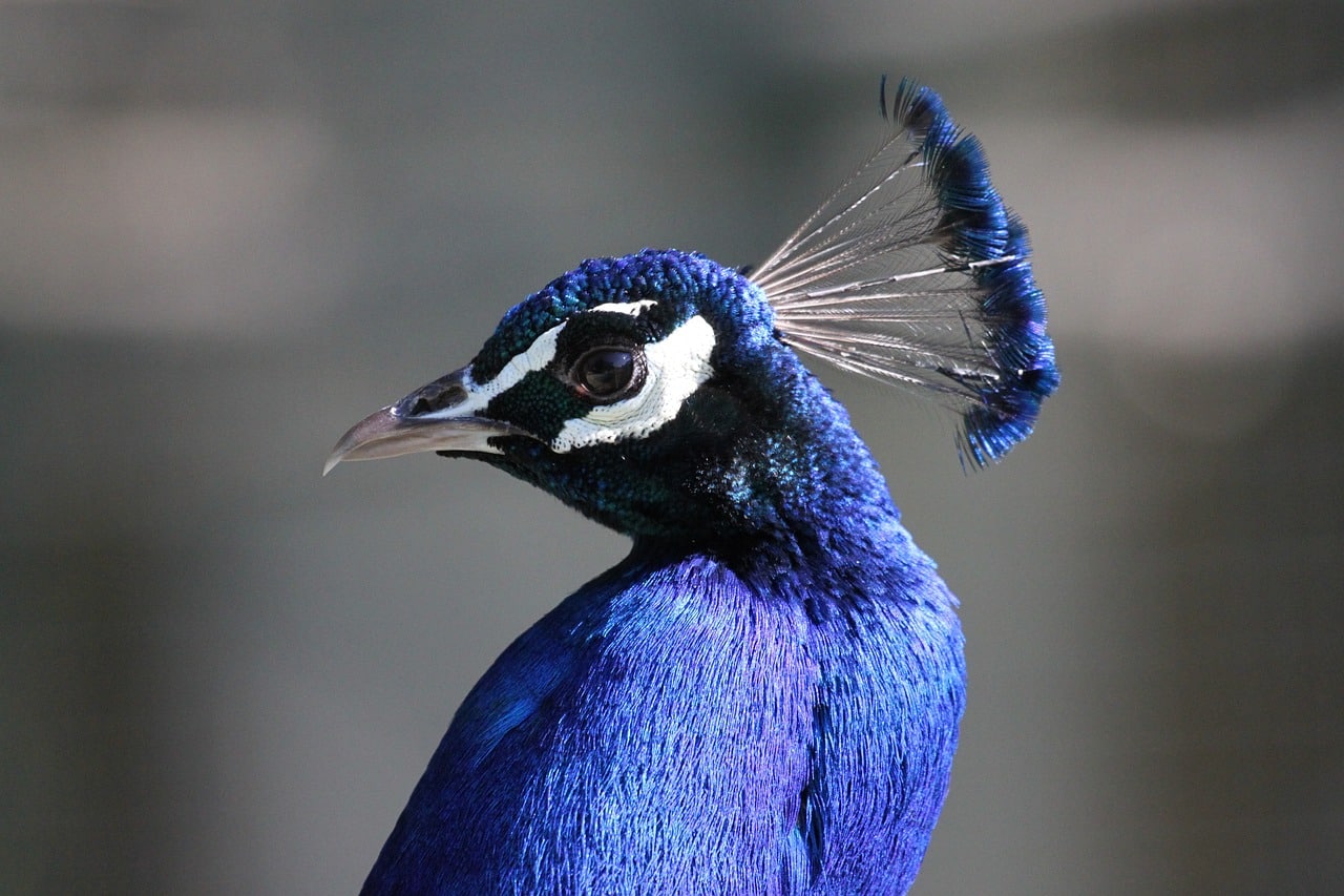 découvrez l'expression 'fiers comme un paon', qui évoque la fierté et l'élégance. plongez dans l'univers des paons, oiseaux majestueux au plumage coloré, symboles de vanité et de beauté. apprenez-en plus sur les significations culturelles et les contextes d'utilisation de cette métaphore.