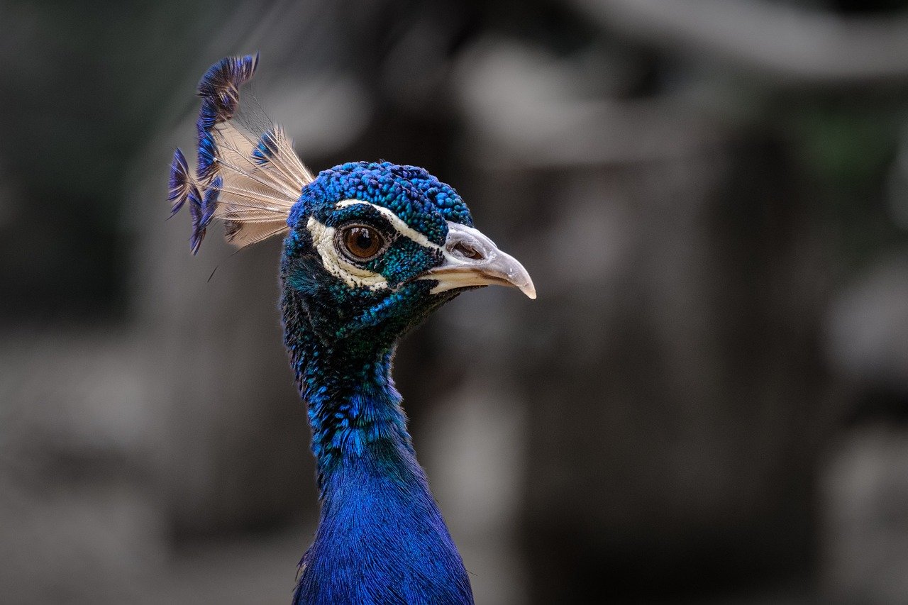 découvrez l'expression 'proud as a peacock' qui évoque une fierté éclatante et une confiance affirmée. plongez dans l'univers coloré et majestueux du paon, symbole de vanité et de beauté, et apprenez comment cette métaphore peut s'appliquer à la vie quotidienne et aux relations sociales.