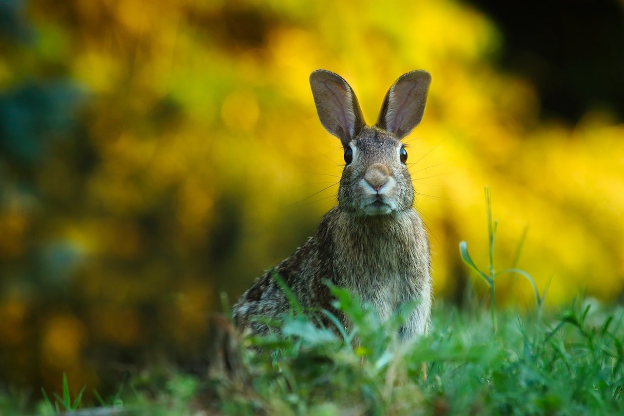 découvrez notre enclos pour lapins, un espace sûr et confortable pour vos compagnons à grandes oreilles. conçu pour favoriser leur bien-être, cet enclos privilégie la sécurité et la liberté de mouvement, tout en s'intégrant harmonieusement dans votre jardin. offrez à vos lapins un havre de paix propice à leur épanouissement.