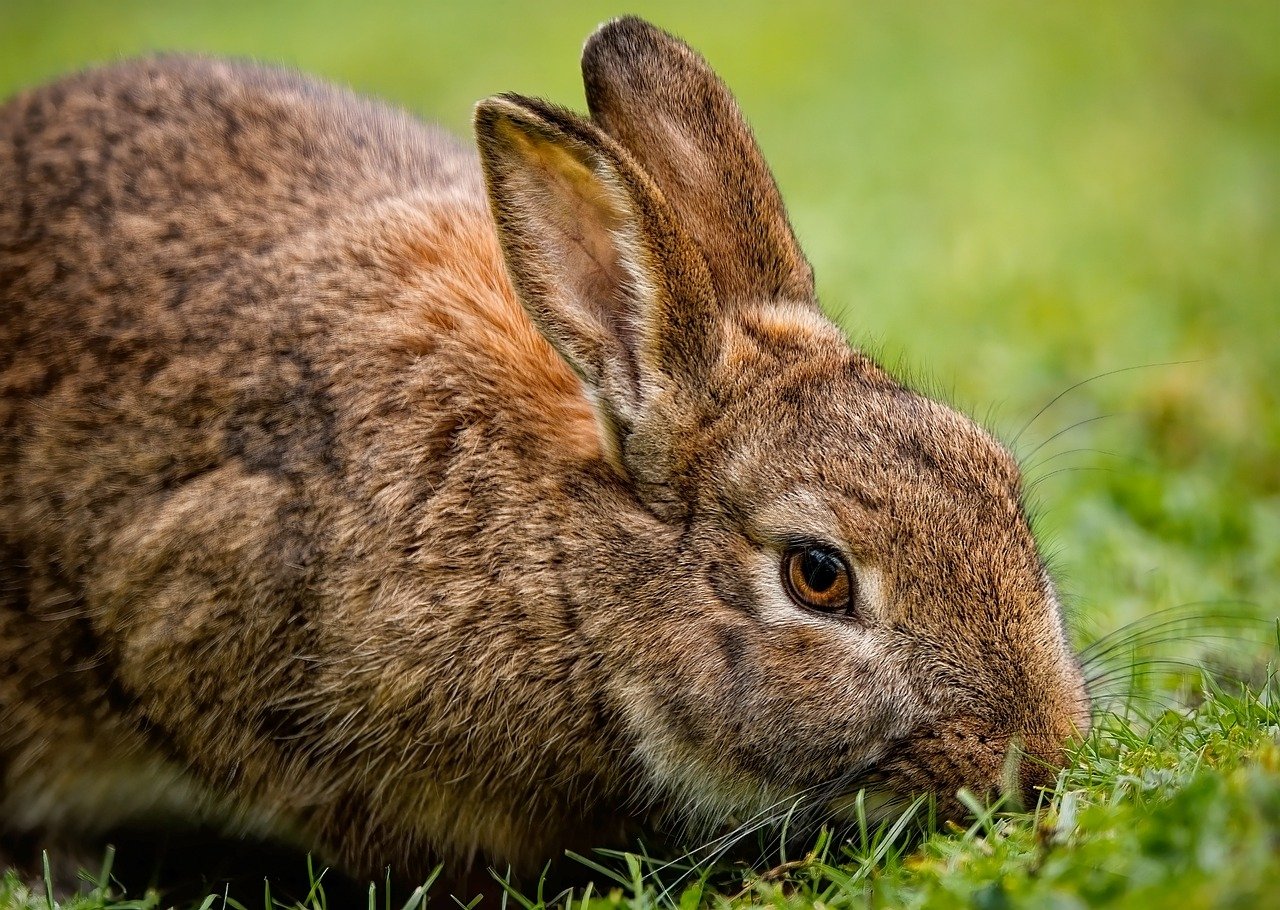 découvrez notre guide complet sur les enclos pour lapins, offrant sécurité et confort à vos compagnons à grandes oreilles. apprenez à concevoir un espace idéal pour leur épanouissement avec des conseils pratiques et des astuces pour favoriser leur bien-être.