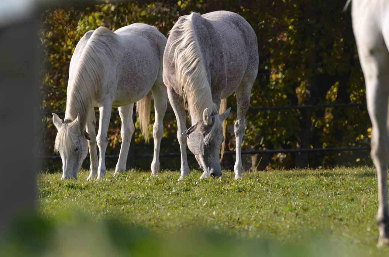 découvrez l'élevage en rotation, une méthode durable et bénéfique pour l'environnement qui optimise l'utilisation des pâturages tout en améliorant la santé des sols et des animaux. apprenez comment cette pratique favorise la biodiversité et réduit l'érosion.