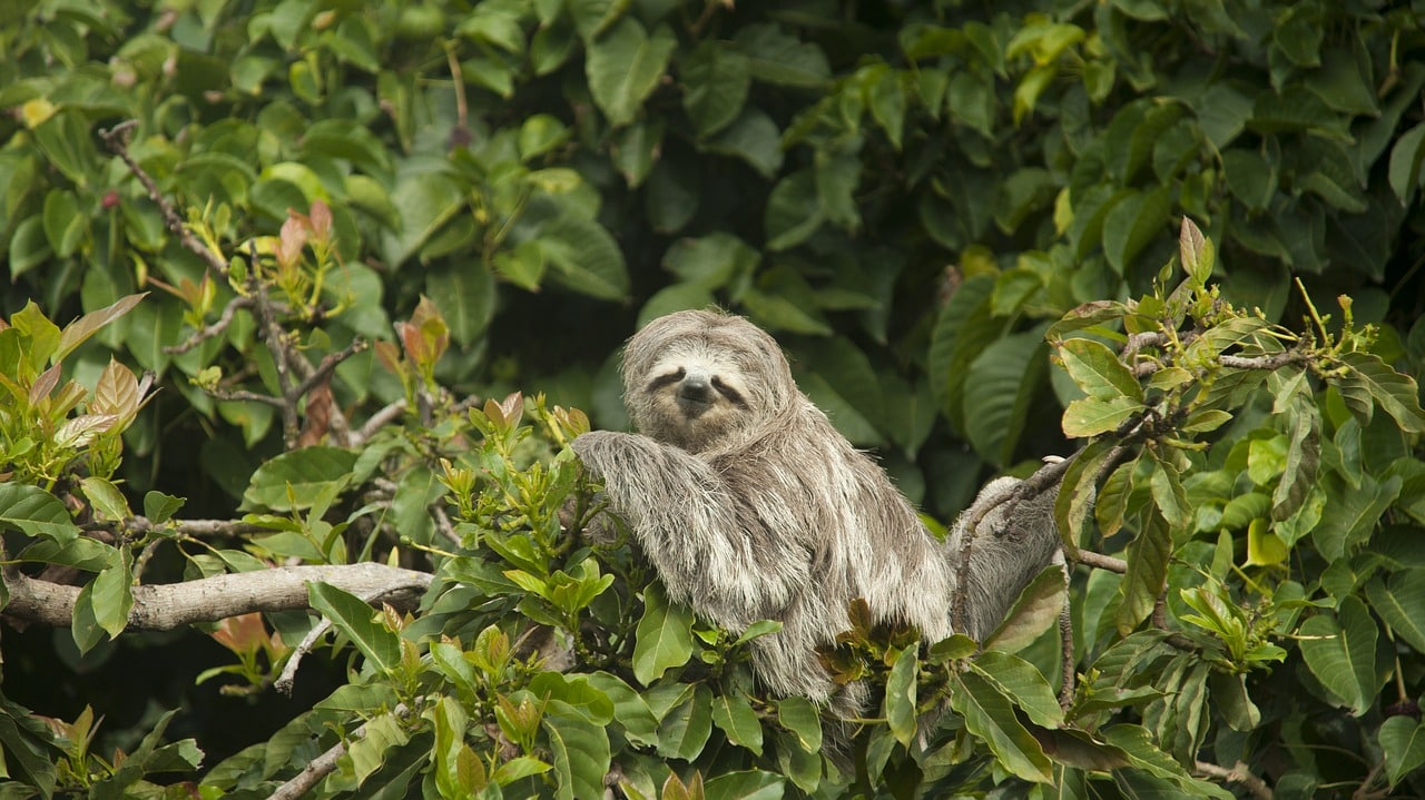 découvrez l'univers fascinant des paresseux, ces animaux emblématiques de la forêt tropicale. apprenez-en plus sur leur mode de vie, leurs habitudes alimentaires et leur rôle dans l'écosystème. plongez dans la vie tranquille de ces créatures adorables et laissez-vous séduire par leur charme unique.