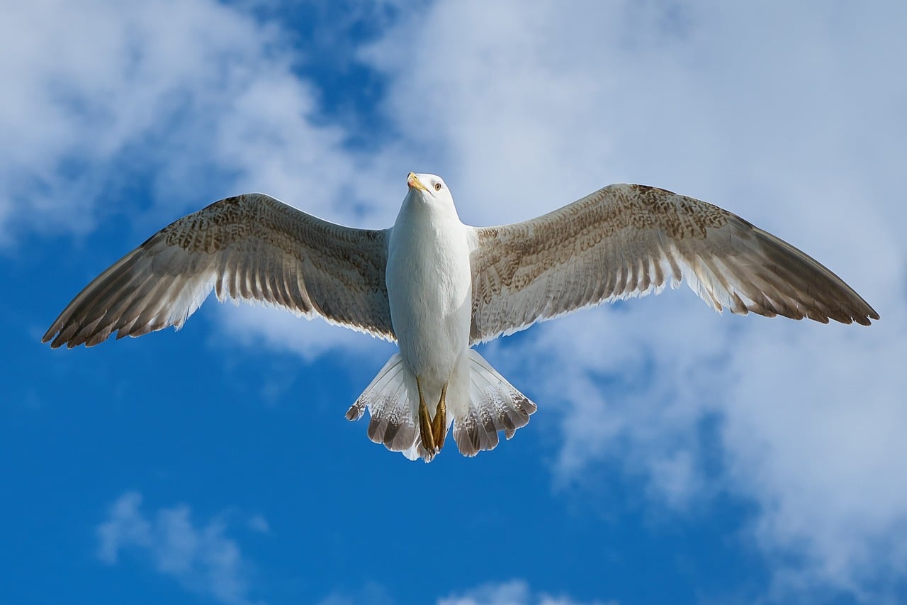 découvrez le wing clipping, une technique de soins aviaires essentielle pour garantir la sécurité et la santé de vos oiseaux. apprenez les bonnes pratiques et conseils pour une approche douce et efficace.