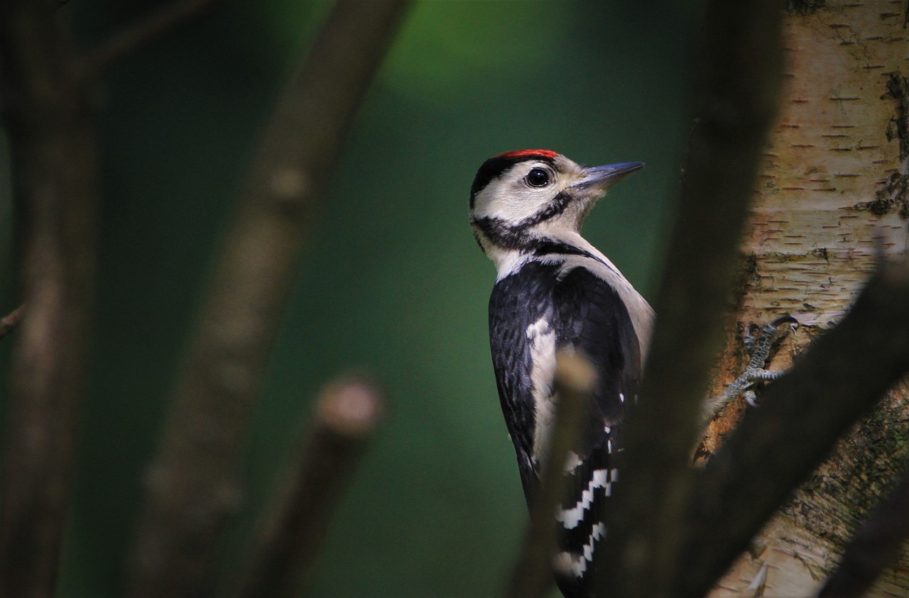 découvrez le fascinant monde des pics, ces oiseaux emblématiques connus pour leur capacité unique à tambouriner sur les arbres. explorez leur habitat, leur comportement et leur rôle essentiel dans l'écosystème.