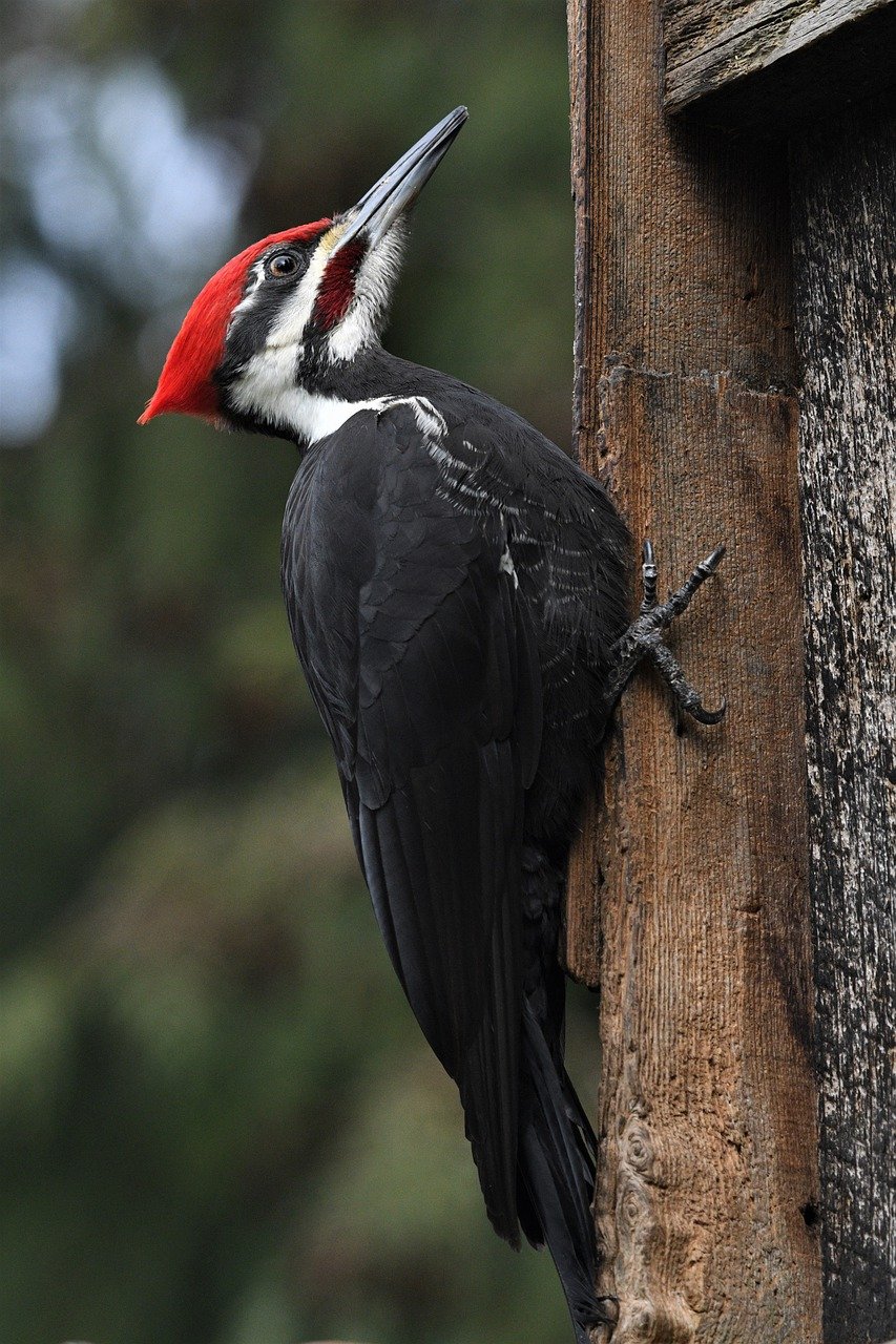 découvrez le monde fascinant des pic-bois, ces oiseaux aux couleurs vives et au comportement unique. apprenez tout sur leur habitat, leurs caractéristiques et leur rôle essentiel dans l'écosystème.