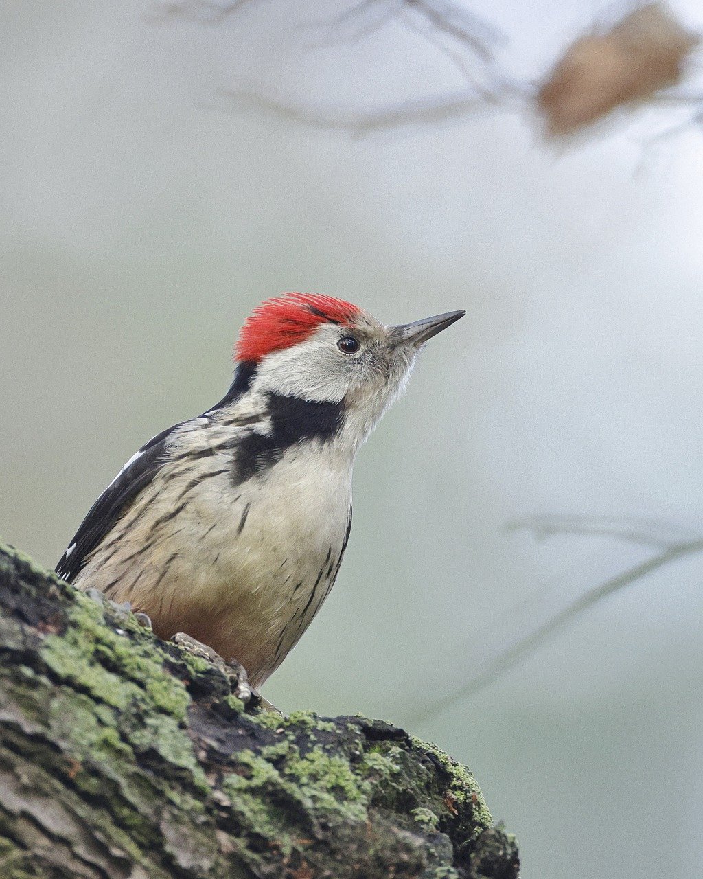 découvrez l'univers fascinant du pic-vert, cet oiseau remarquable aux talents de perçage exceptionnels. apprenez-en plus sur son habitat, ses comportements et son rôle dans l'écosystème forestier.