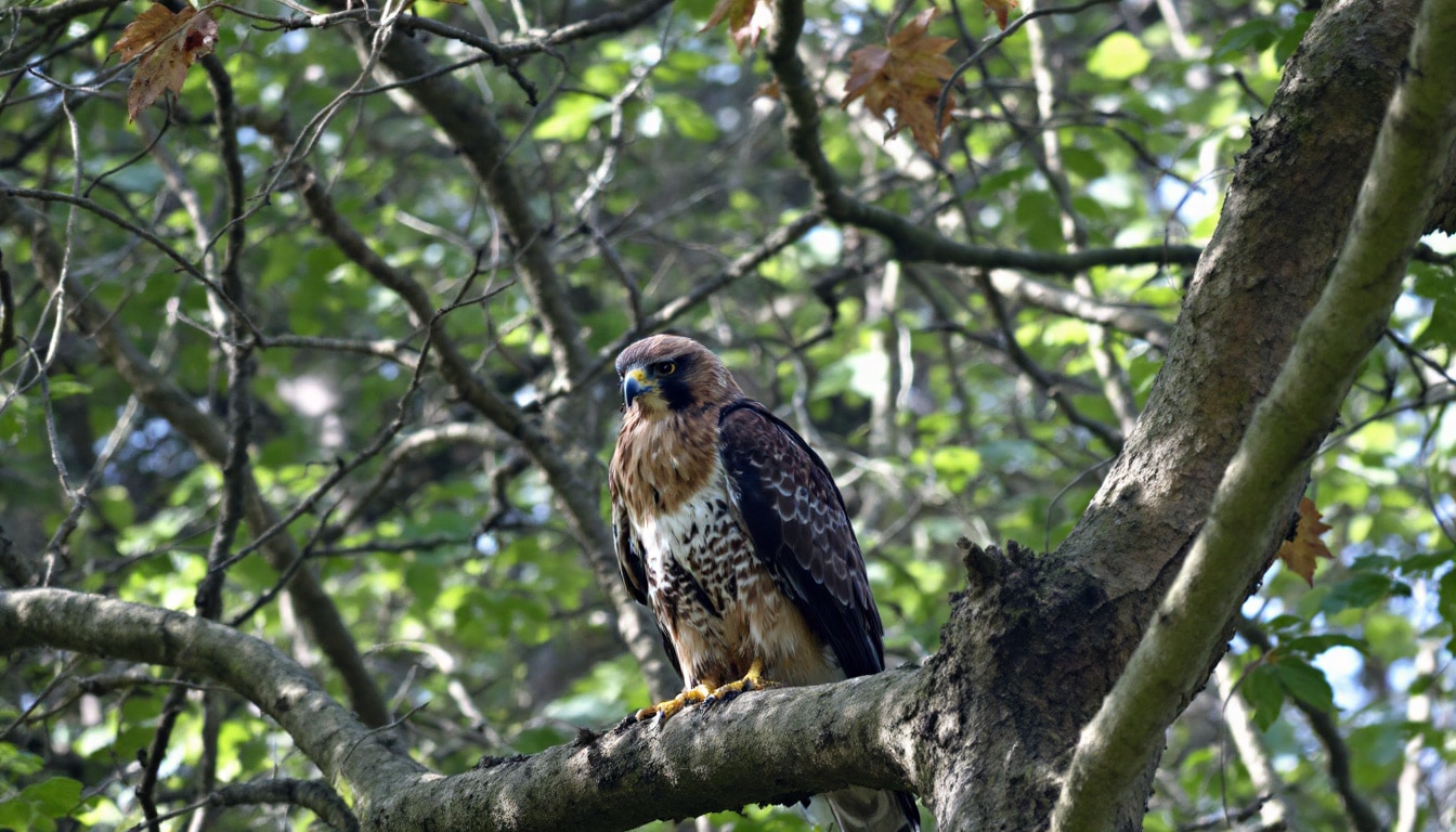 découvrez les raisons derrière le cri perçant de la buse variable et explorez les proies qu'elle chasse pour survivre. apprenez-en plus sur ce rapace fascinant et son comportement unique dans la nature.