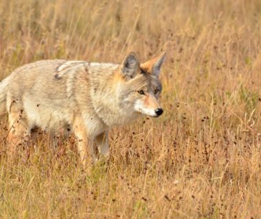 aboiements coyotte