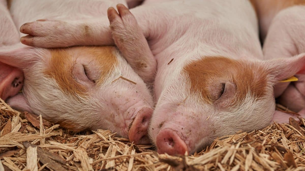 alimentation porc en croissance