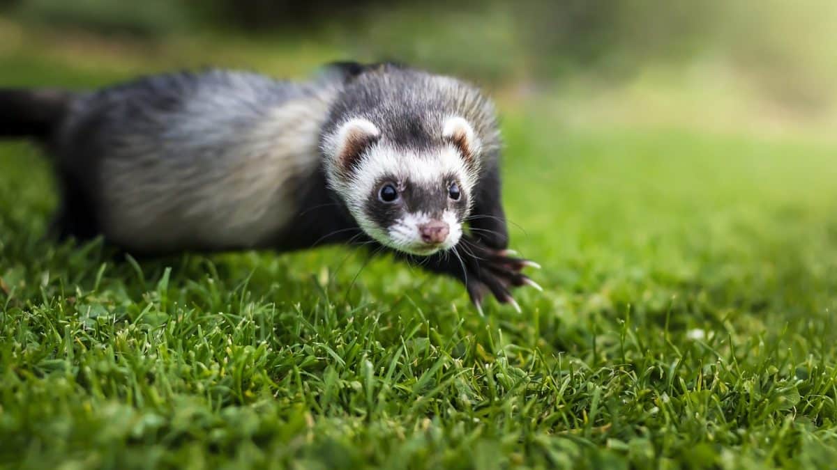 furet