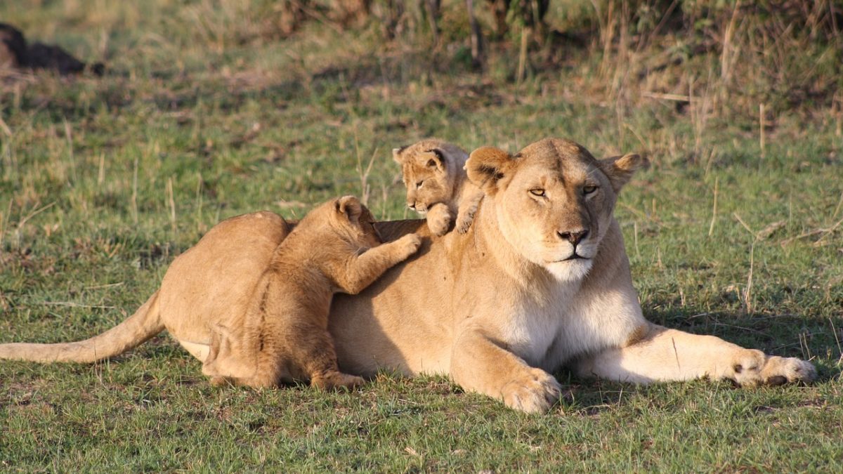 lionceau et lionne adulte