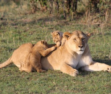 lionceau et lionne adulte