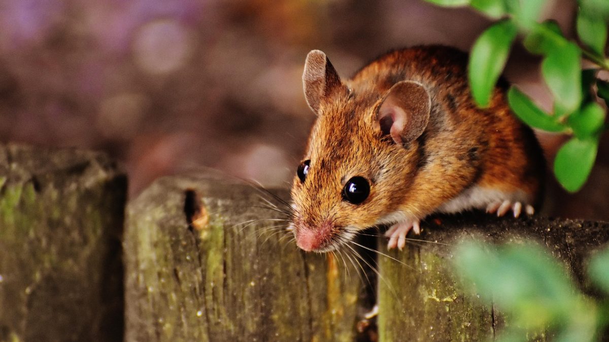 santé souris domestique